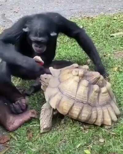 Because a monkey feeding his apple to a turtle is the mood we all could use right now. (Source: Goodable)