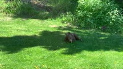 Moose calf sprinkler zoomies