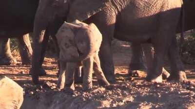 🔥 A baby elephant figuring out their trunk 🔥