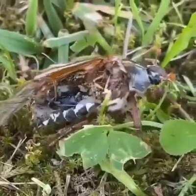 🔥 A Zombie Bug