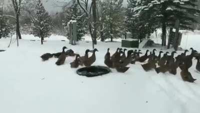 Quack quack quack... nope nope nope