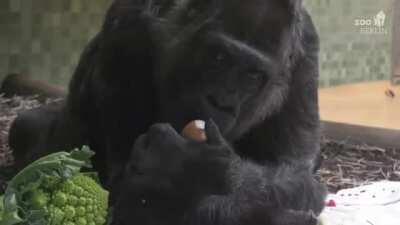 Fatou turns 64! She is the oldest known gorilla and has lives in Zoo Berlin since 1959