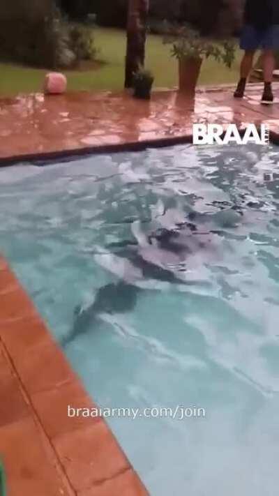 Crocodile stuck ,South Africans helping him out