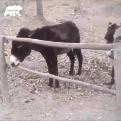 Smart donkey