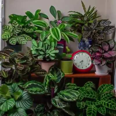 🔥Time-lapse shows how much Plants actually move throughout the day