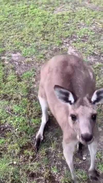 Cute baby Kangaroo poking its head out