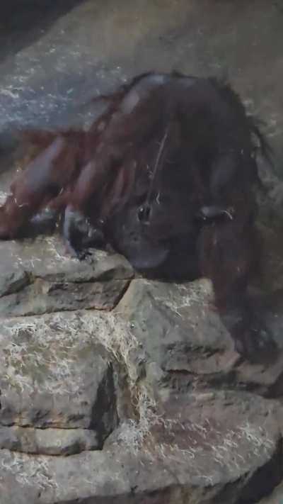 Orangutan at the Pittsburgh zoo was a little thirsty last weekend....