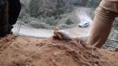 Snail Watching a Rally