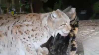 House cat broke into Lynx's cage to make friends..