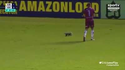 Possum invades the pitch in the Brazilian Série B (Criciúma 1-0 Londrina)