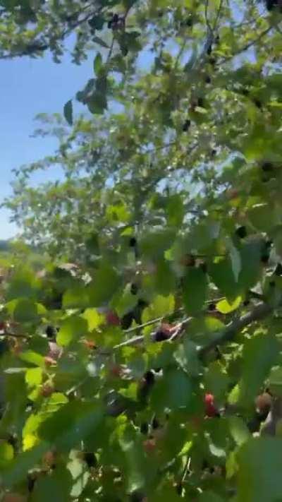 Ukrainian soldiers with their Belarus mate Warstache are taking a break by having some wild grown ripe mulberry right off the trees