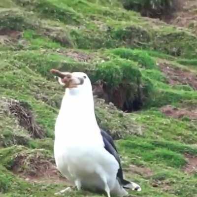 Great Black-Backed Gull swallowing a Rabbit whole