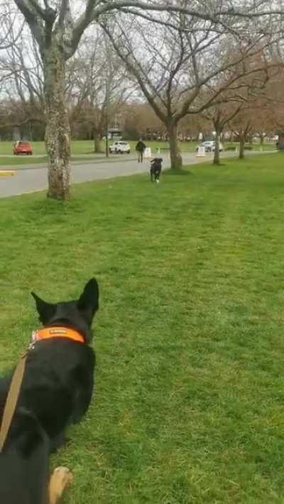 my dog reunites with my brother's dog after 7 months apart