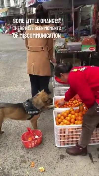 This dog shops for it's owner