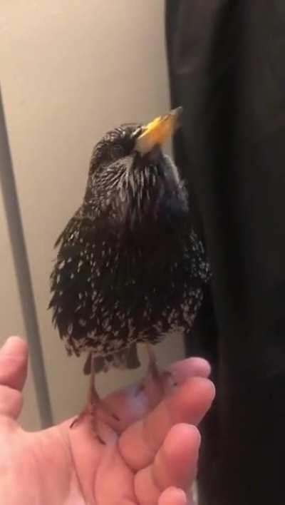 This bird’s imitation is insane