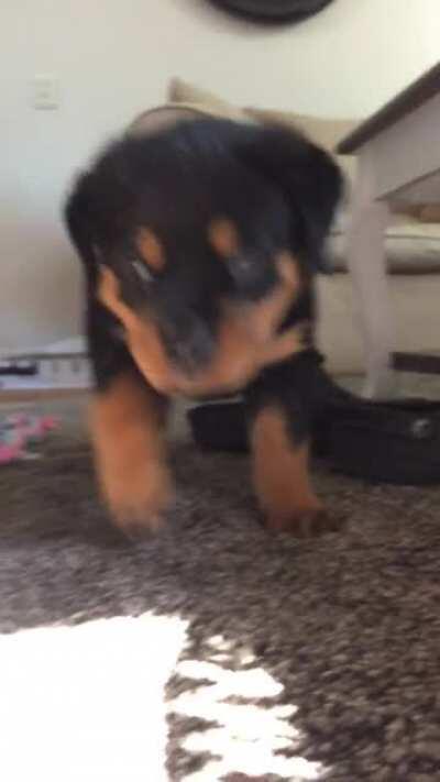 My Rottweiler puppy Omar when he was little