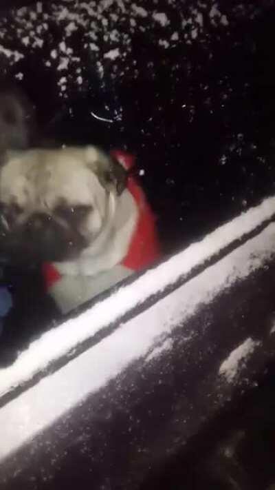 Dog lowers window for locked out owner (from r/animalsbeingbros)