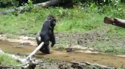 Gorilla avoids wetting hands