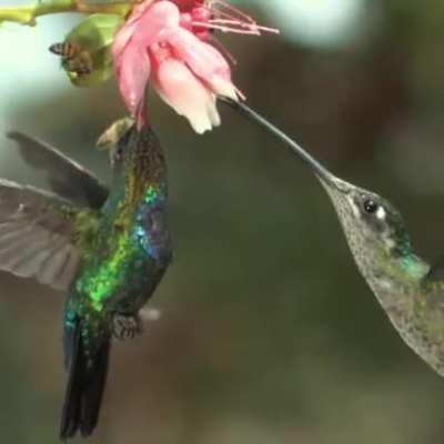 🔥 Hummingbird accidentally beats a honeybee away with its wings