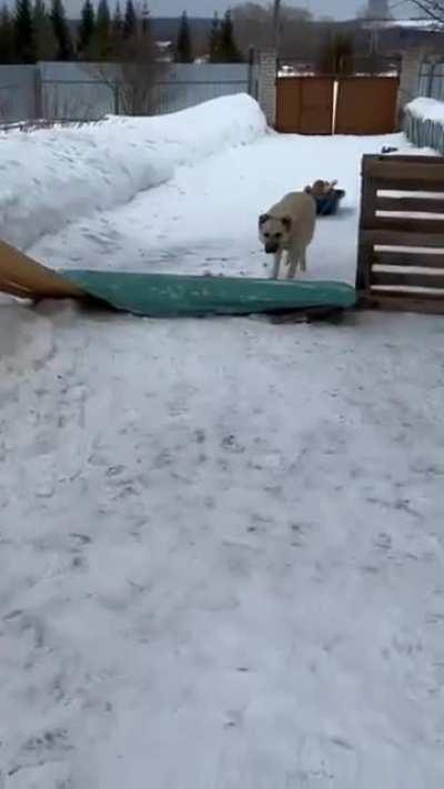 Professional bobsleigh athlete in training