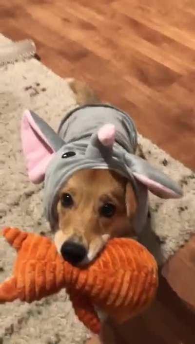 When your corgiphant wants to play