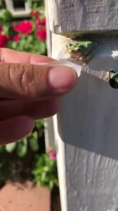 🔥 Frog climbs into a bottle cap during a hot day 🔥