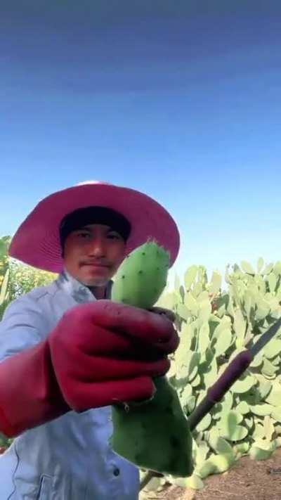 There is fruit inside the edge of cactus 🌵