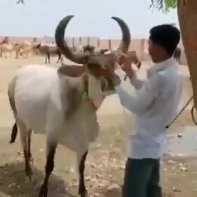 Cow comes to the rescue against (staged) violence