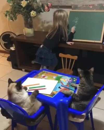 Little girl plays &quot;school&quot; with 2 pet cats