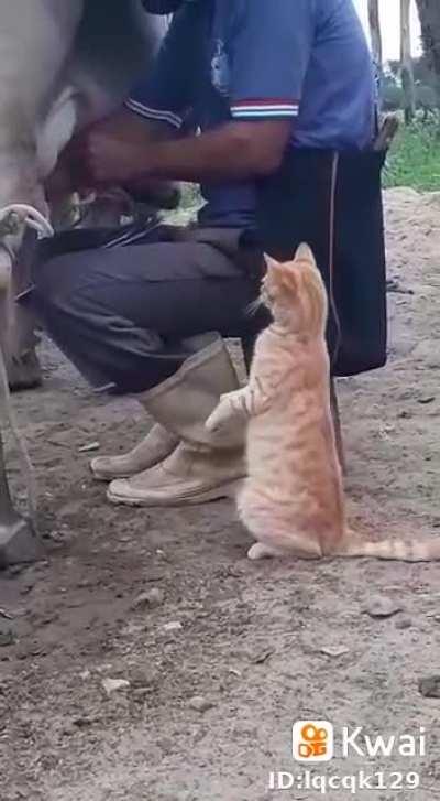 Just a cat enjoying milk right from the source