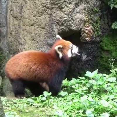 A beautiful scene of a curious Red Panda