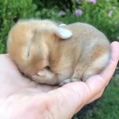 Holland Lops, one of the most popular rabbit breeds, only reach a maximum weight of 4 lb (1.8 kg) and is one of the smallest lop-eared breeds. Holland Lops are known to be muscular and well-toned relative to their compact stature.