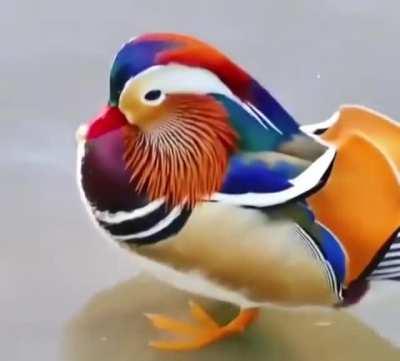 🔥 mandarin duck