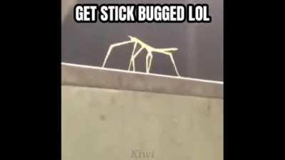 Stick bug meme