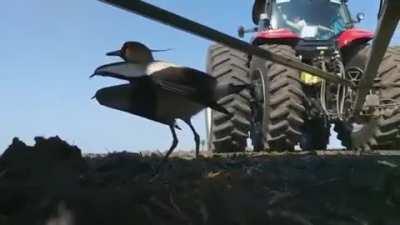 Brave hero mom protecting her egg