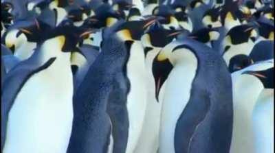 🔥 A bully penguin gets punished