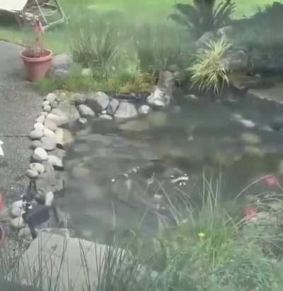 The way they circle around in the water!