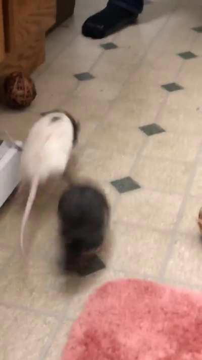 cRuEL oWNEr tHRoWS rAt AcrOSs ThE flooR oVeR AnD OvER