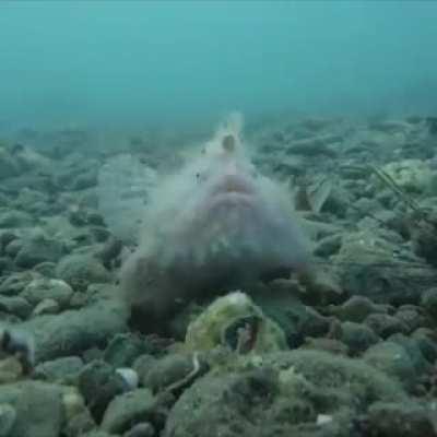 🔥 A cute Hairy Frogfish.