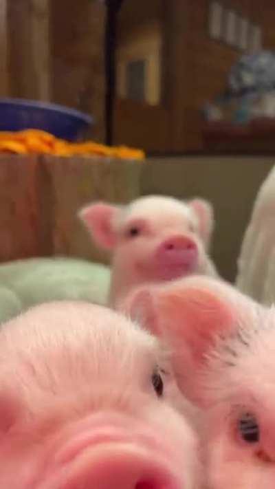 Happy piglets living in a sanctuary farm