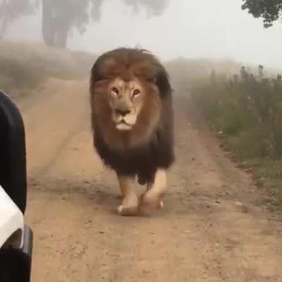 🔥 🔥 A majestic lion in the fog : NatureIsFuckingLit