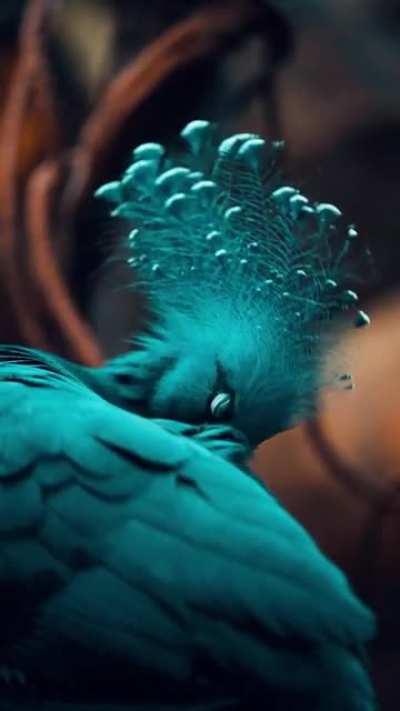 This Victoria crowned pigeon looks stunning..