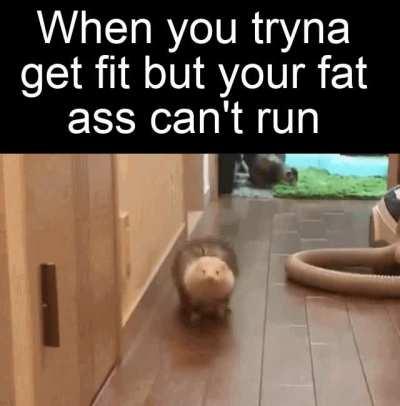 fat ferret is my spirit animal