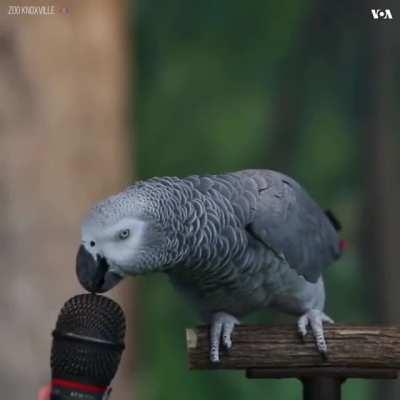 This 30 Years old Parrot can talk and make animal noises!