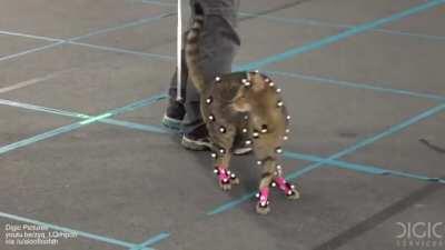 Cat motion capture