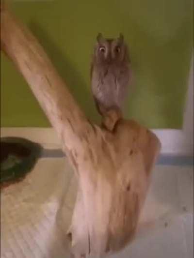 Cute Owl