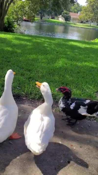 My lake babies, who actually spend about 10 hours a day in my yard 💕 The twin Pekins turned 2 years old this month! 🥳 &quot;Duck Duck&quot; the Muscovy raised them. They keep me busy 😁