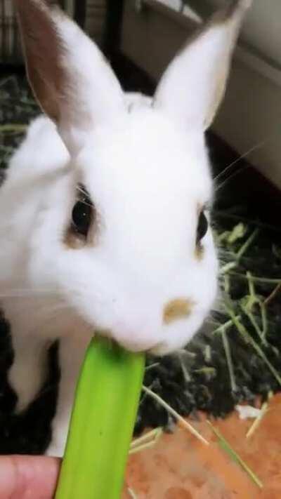 Bon Bon's last snack before getting neutered- wish him luck!