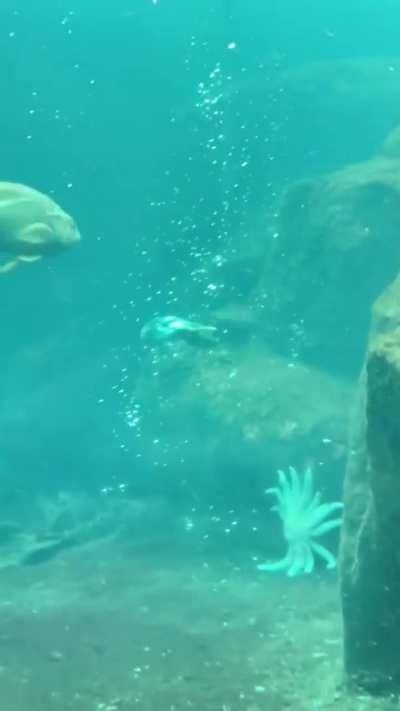 🔥 How the Alaskan puffin swims under water