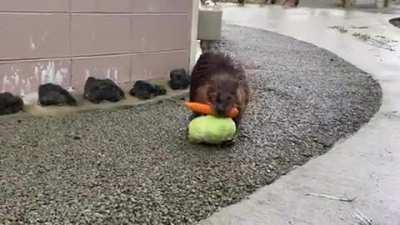 Here's a Beaver carrying a carrot and a head of lettuce back to his home